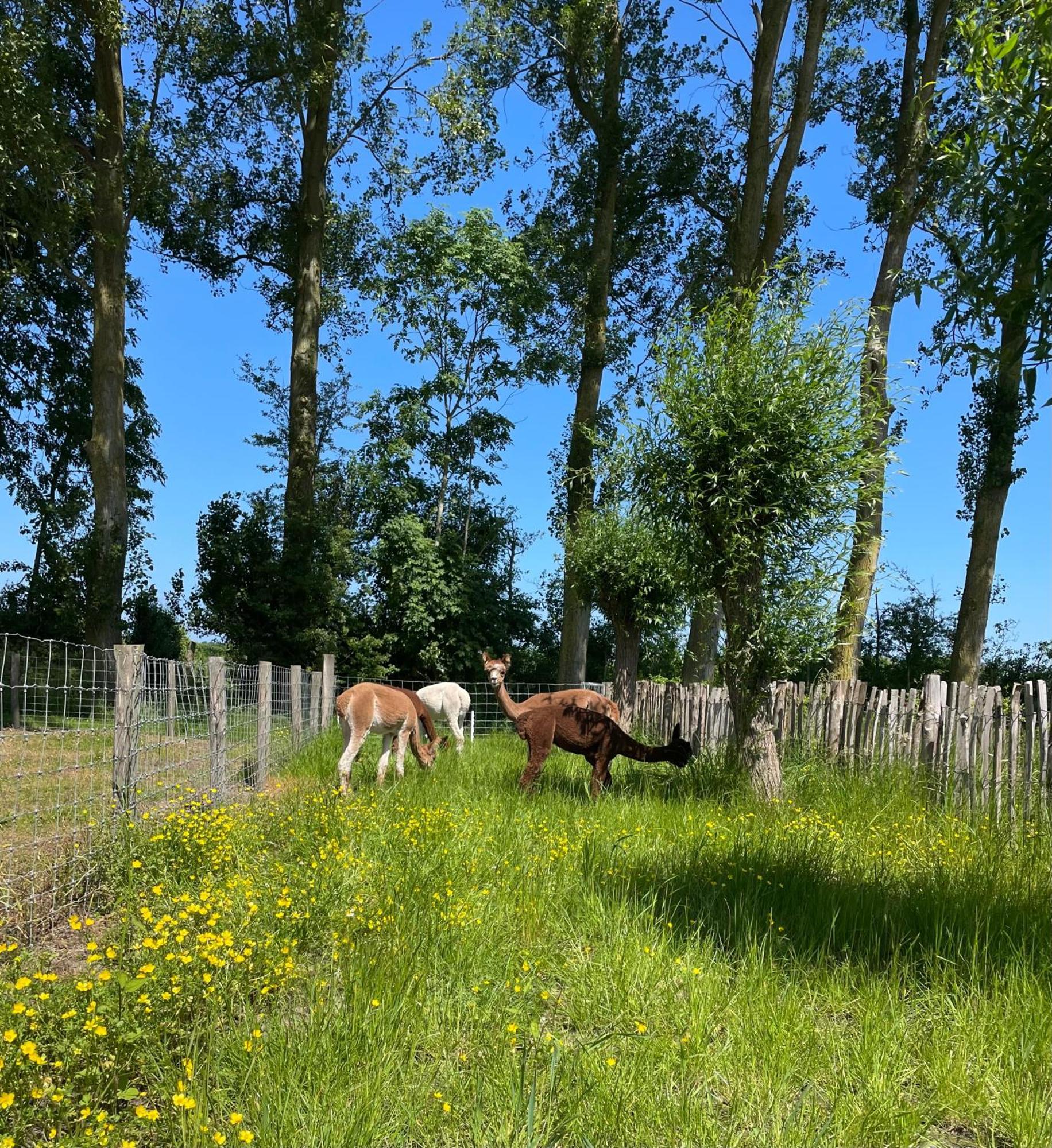 Nieuw Landelijk Vakantiehuis Aan Zee 오스트카펠 외부 사진