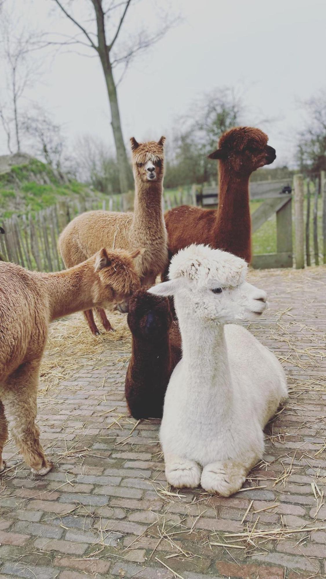 Nieuw Landelijk Vakantiehuis Aan Zee 오스트카펠 외부 사진